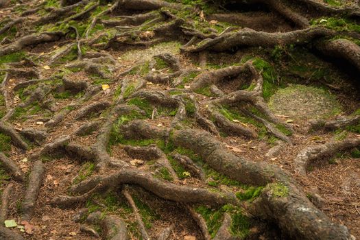Many roots of a tree in the forest