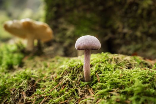 Mushrooms in the forest