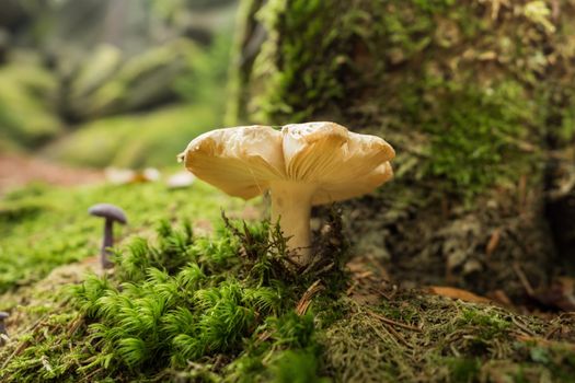 Mushrooms in the forest