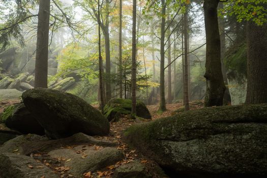 Huge rocks in the forest