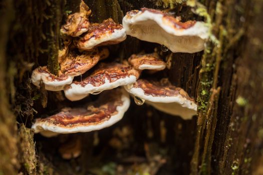 Mushrooms in the forest