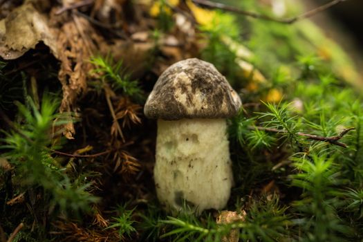 Mushrooms in the forest