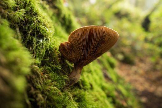 Mushrooms in the forest