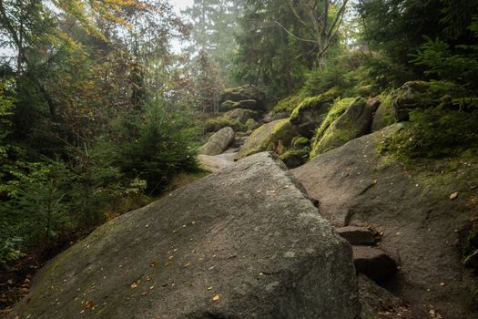 Huge rocks in the forest