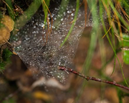 Spider web in the forest with rain drops