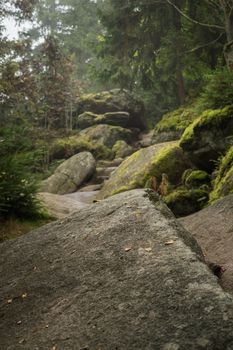 Huge rocks in the forest