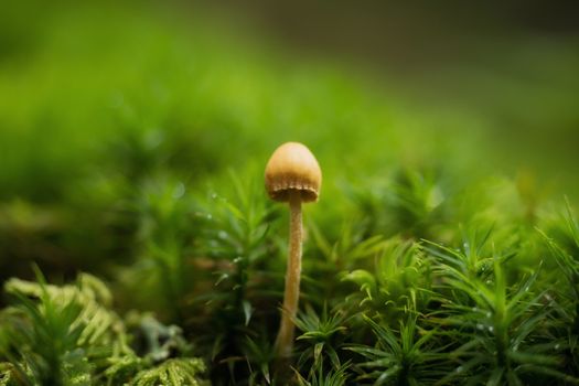 Mushrooms in the forest