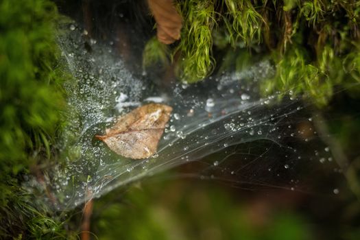 Spider web in the forest with rain drops