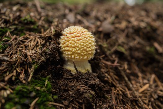 Mushrooms in the forest