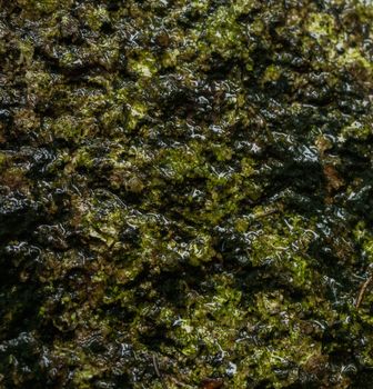 Wet rocks with moss