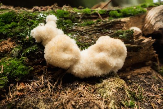 Mushrooms in the forest