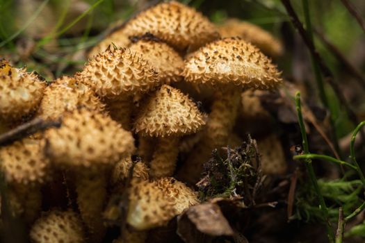 Mushrooms in the forest