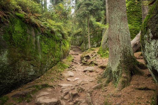 Huge rocks in the forest