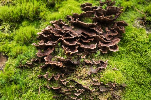 Mushrooms in the forest