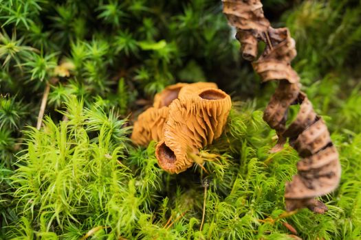 Mushrooms in the forest