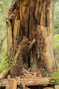 Dead tree trunk