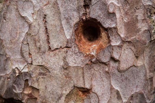 Tree bark with a branch hole