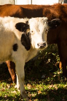 little curious calf walking across the road on a warm day