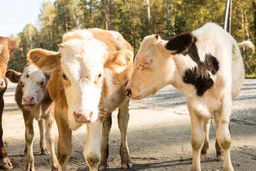 little curious calf walking across the road on a warm day