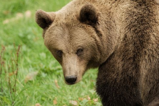 Head of a brown bear