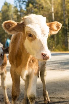 little curious calf walking across the road on a warm day