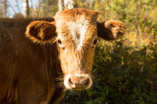 little curious calf walking across the road on a warm day