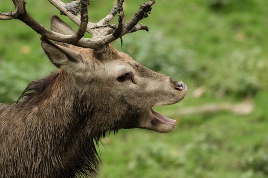 A deer yawning  