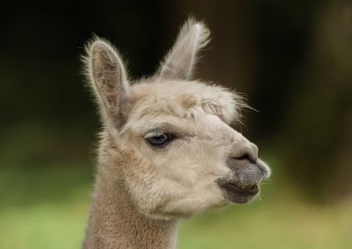 Head of a llama