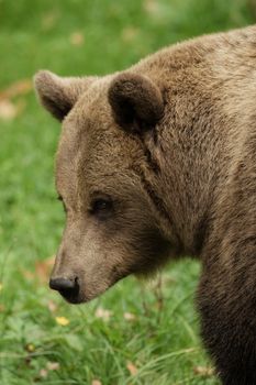 Head of a brown bear