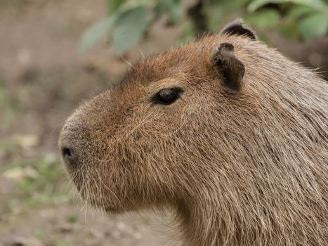Head of a capybara