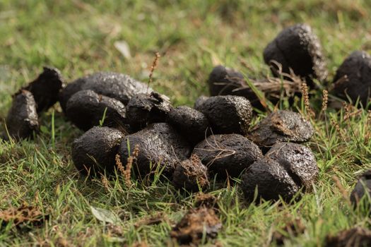 A heap of donkey dung on the meadow