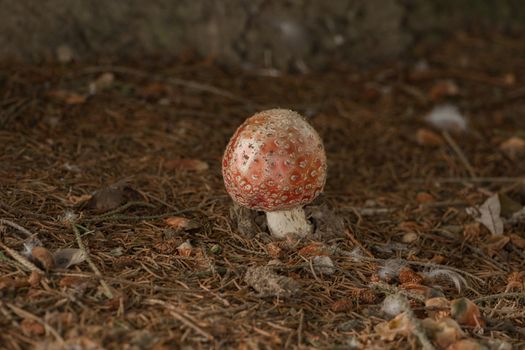 Mushrooms in the forest