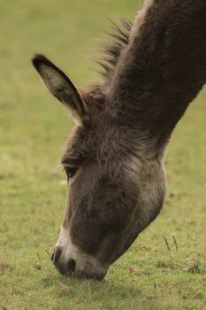 A donkey eats grass in the meadow