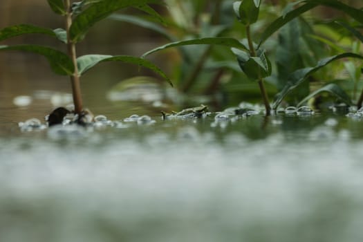 Water bubbles on a small pond