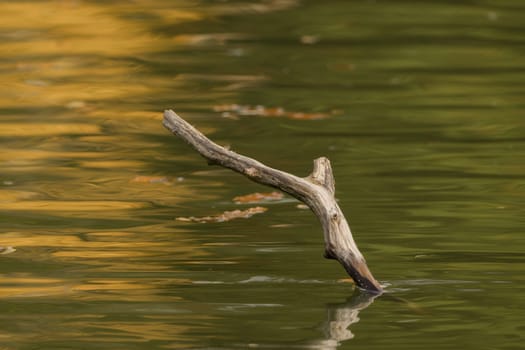 A branch looks out of the lake