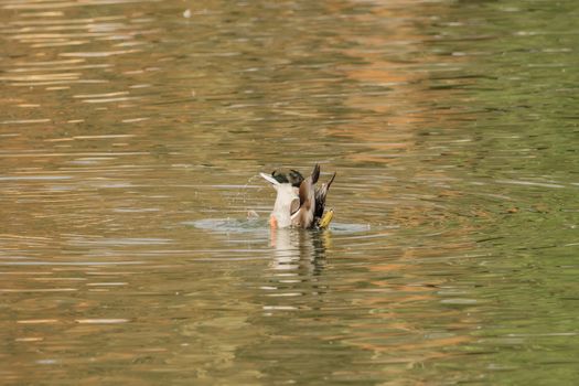 A duck dives into the water