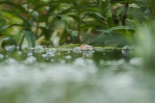 Water bubbles on a small pond