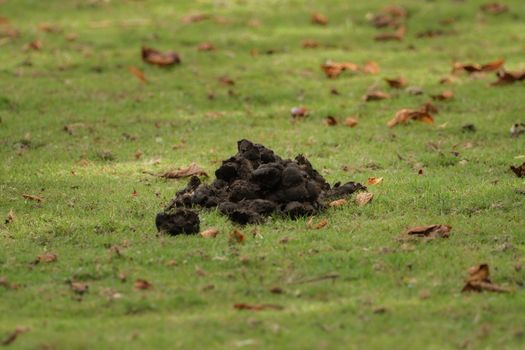 A heap of donkey dung on the meadow