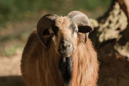 A goat looks into the camera