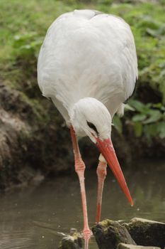 A stork is looking for food