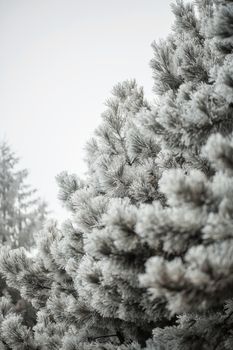 Branches of a fir covered with cones and snow