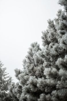 Branches of a fir covered with cones and snow