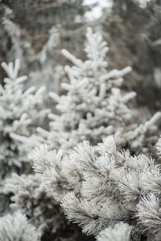 Branches of a fir covered with cones and snow