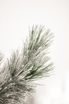 Branches of a fir covered with cones and snow