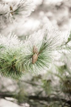 Branches of a fir covered with cones and snow