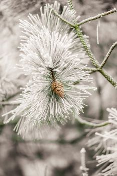 Branches of a fir covered with cones and snow