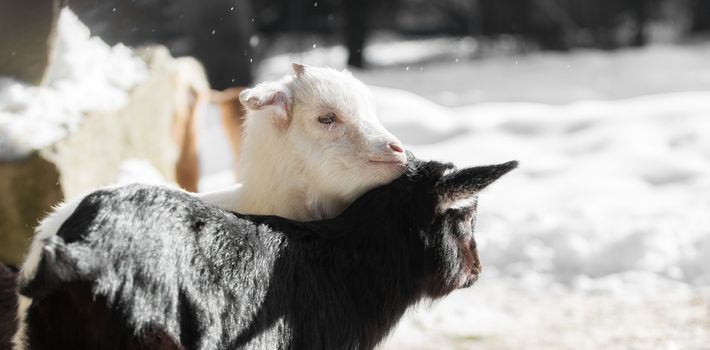 Two goats in winter cuddling