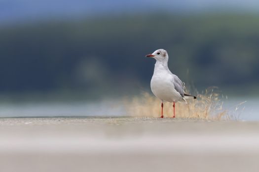 Black-headed gull, chroicocephalus ridibundus, standing on the ground