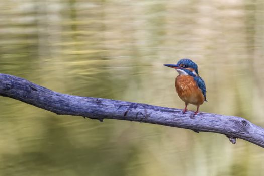 Eurasian, river or common kingfisher, alcedo atthis, perched on a branch by day, Neuchatel, Switzerland