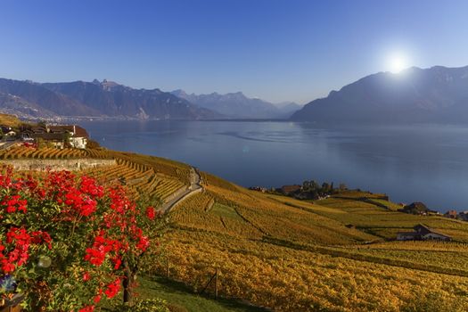 Lavaux region by autumn day, Vaud, Switzerland